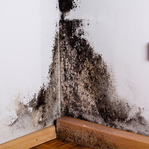 environmental inspections: mold, lead, asbestos